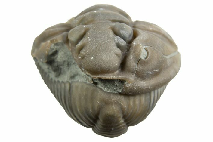Wide Enrolled Flexicalymene Trilobite - Mt Orab, Ohio #329751